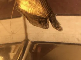 Gold Gourami trouble swimming