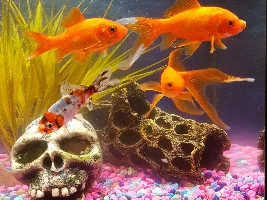 Fish growth?