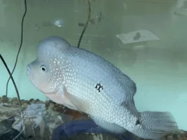 What is this fish ?