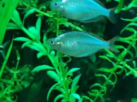 Rainbowfish lost a few scales I think