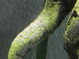 Eggs? or Algae growth?