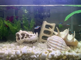 Help with treating my betta