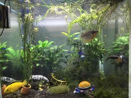 What is your favourite livebearer?