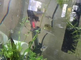Fish is getting too fat