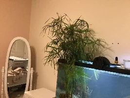 OliveFish05’s double tank journal and builds (20 gallon tropical community and 40 gallon axolotl tank)