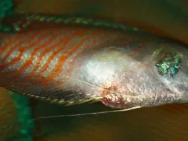 Dead Dwarf Gourami