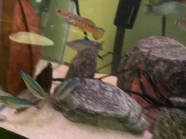 First 55 gal setup thoughts?