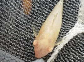Help my cory