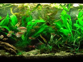 Beginner scaping help
