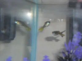 Pregnant Guppy?