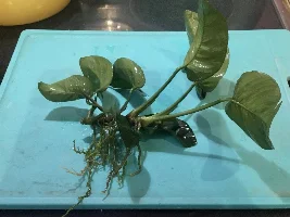 Anubias roots
