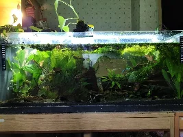 New 45 Gallon, stocking ideas.