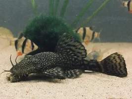 VOTE NOW....October 2019 Fish of the Month contest (catfish only)
