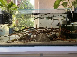 Best setup for corydoras