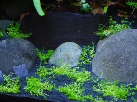 22 Litre Nano Tank Surprise For 21St!