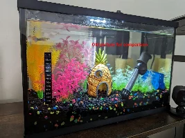 Platinum guppy has damaged tail fin and is hiding away