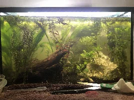 I promised a killifish update!