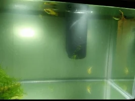 Pleco Died, Platy sick? Also wood question.