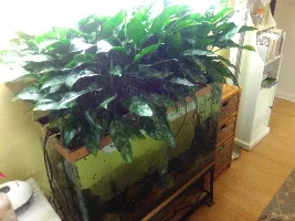peace lilies going into hang on planters to grow out of a couple tanks...