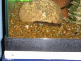 I got some new fish!!!