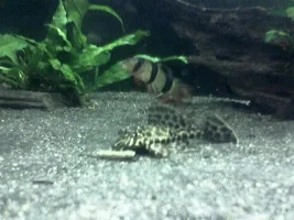 Plec id