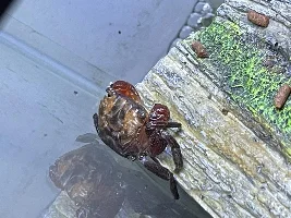 Not sure what’s happing with my red claw crab and I’m freaking out.!!!
