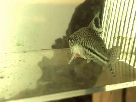 Corydora with injured pectoral fin and white area on his body?