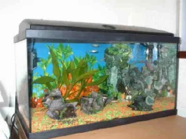 My Tank
