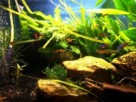 Chili Rasbora care