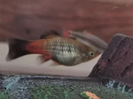 Fat or pregnant fish?