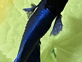 Should I use medication for my betta with dropsy?