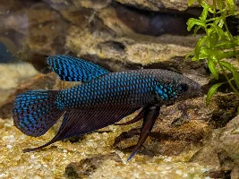 VOTE NOW- August 2026 Fish of the Month (Bettas)