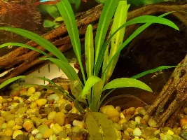 Help! I Can't Get Anything to Grow