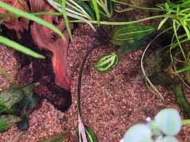 Buying plants online