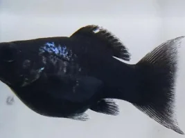 Fish is sick. What is it?