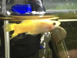 Can fin rot be red?