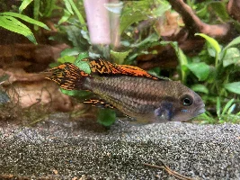 New Apisto