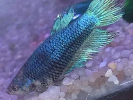 HELP! My Betta is close to death!