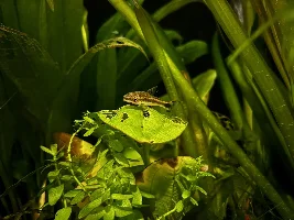 My 60L Cube