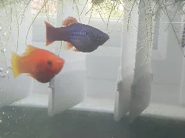 Pregnant platy?