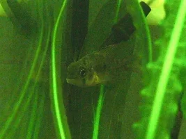 Bolivian Ram Not Eating