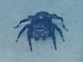 Can I sneak my baby jumping spider on a plane?