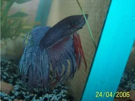 New Betta - Ct