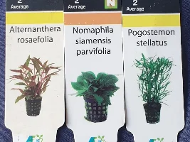 Keeping my plants alive.