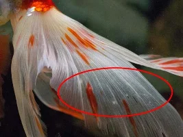 Please Help. Does My Fantail Goldfish Have Fin Fungus?