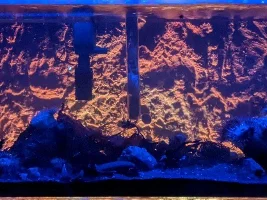 Puget Sound Biotope