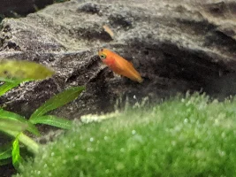 RIP Queen of Death, my Black Molly