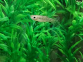Still can't figure out what's killing my fish
