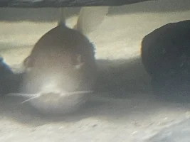Corydora covered in red splotches