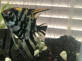 Huge red spot on angels head